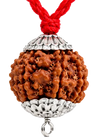 Authentic Nepali 7 Mukhi Rudraksha pendant